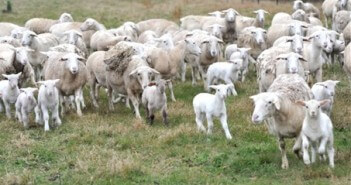 Australia: più macellazioni d’agnello ad aprile