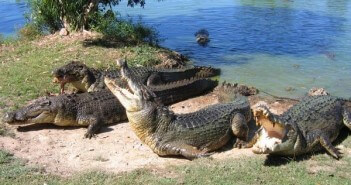 Australia, investimenti negli allevamenti di coccodrillo