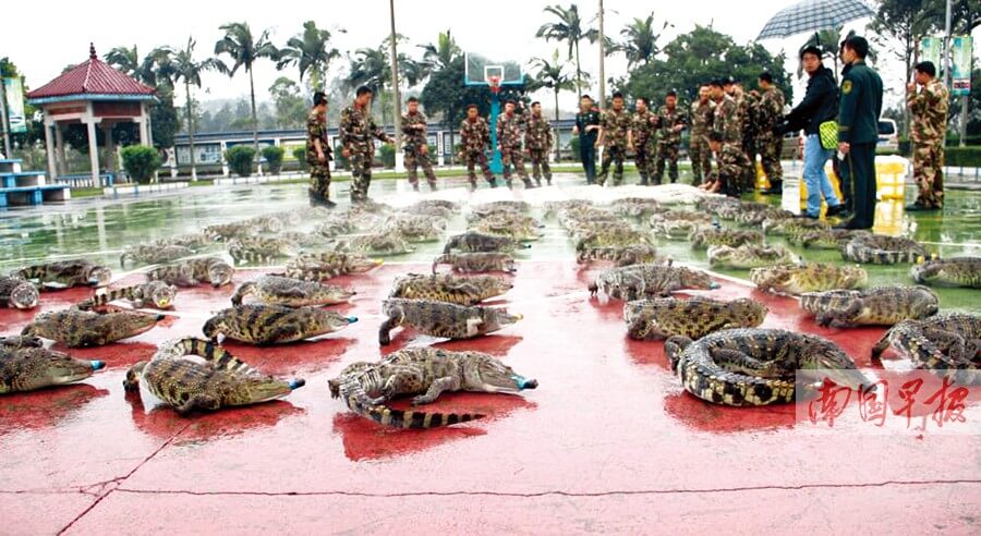 Cina Sventato Contrabbando Di Pelli Di Coccodrillo Albino Laconceria Il Portale Dell Area Pelle