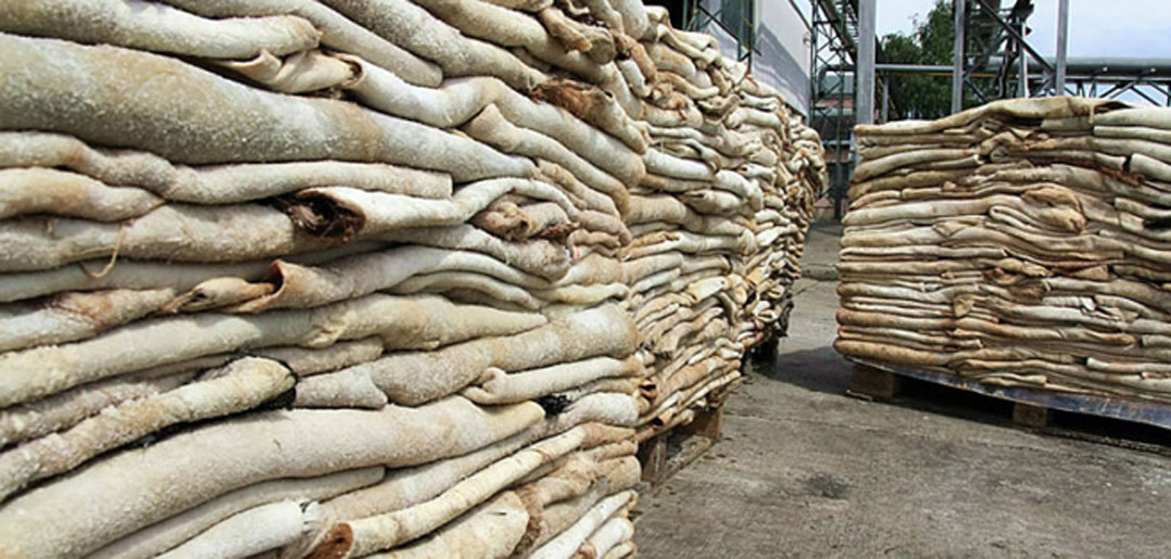buyers of raw hides buyers of raw hides