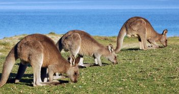 L’Australia e i canguri. Fissata la quota annuale massima di abbattimenti: poco più di un milione di esemplari (meno del 2016)