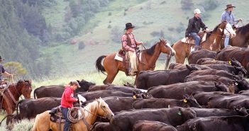 Mentre il patrimonio bovino cresce, la guerra commerciale mette in allarme la carne USA: a rischio il mercato cinese