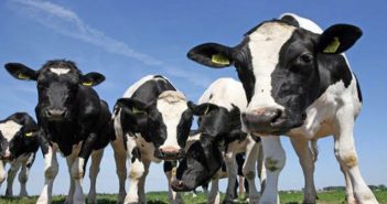 Il primo semestre della zootecnia del Regno Unito è positivo: crescono l’export di carne bovina (+18%) e ovina (+1%)
