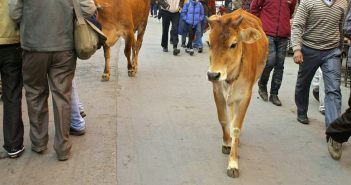 Anche in India varano un sistema di tracciabilità dei bovini, ma per difenderli dai contrabbandieri