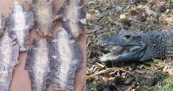 Coccodrilli, pitoni, varani: blitz in Senegal contro gang che concia pelli di animali vittime di bracconaggio