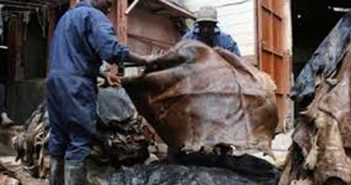 Il Kenya investe in un leather park: il protezionismo conciario, però, fa ancora parte della strategia