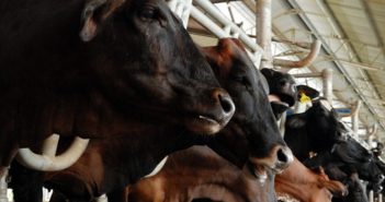 Brasile, il primo trimestre di Minerva è all’insegna della carne: produzione su del 63%, come i ricavi