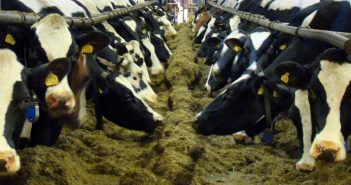 Malgrado gli scandali, in Brasile carne e conferimenti accelerano; in UK, invece, Brexit fa paura