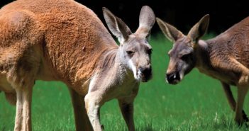 Australia, i canguri sono troppi: “Aumentiamo gli abbattimenti”, dice l’Università di Adelaide