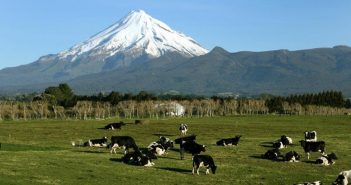 Nuova Zelanda, la mattanza del mycoplasma: ora i bovini da abbattere sono 22.000, ma potrebbero essere di più