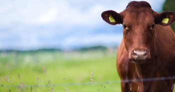 New Zealand to cull 5,000 cattle units, as mycoplasma infection is more serious than expected