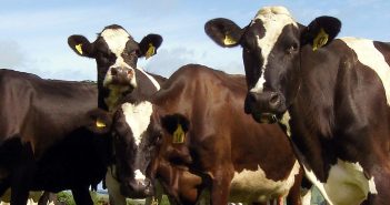 USDA provides data over 2018 slaughtering: the USA and India to slow down, South America on top