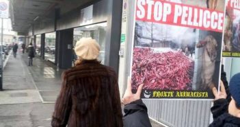 “Aiuto! Gli animalisti!”. L’associazione francese della pelliccia istituisce il numero verde contro le violenze green