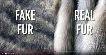 Pelliccia: è guerra aperta. Un video International Fur Federation accusa “i costi sociali nascosti” di quella sintetica
