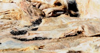 French Sarval-Rhône to expand their raw material business while investing in chilled hides