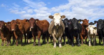 USDA dà i numeri: più carne rossa nel 2018 (+2%) grazie alla spinta di USA, Brasile e Argentina