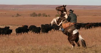 In Kansas they are about to carry out a project on cattle traceability: a tool for biosecurity of the whole US livestock and farming industry
