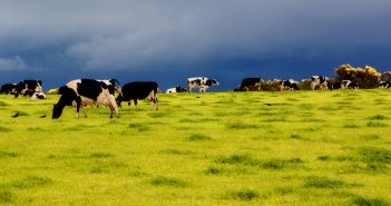 L’Irlanda nel 2017 aumenta macellazioni, export e consumo domestico: a un passo dall’autosufficienza bovina