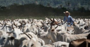 JBS assicura: “In Amazzonia solo fornitori garantiti”. Il 99,99% del bestiame acquistato è ok
