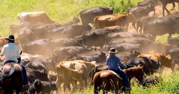 Mentre apre all’Argentina, gli USA contestano i dazi di Canada, Cina e Messico: la guerra sulla carne arriva al WTO
