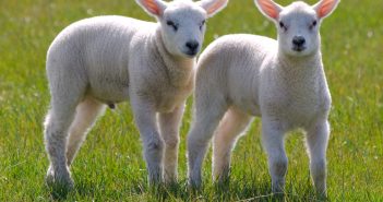Nuova Zelanda, un calo porta con sé l’altro: a fine anno fiscale giù le produzioni di agnello e pecora